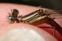 Platycnemis acutipennis