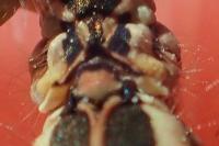 Platycnemis acutipennis