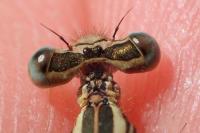 Platycnemis acutipennis