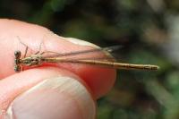 Platycnemis acutipennis