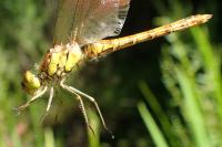 Sympetrum striolatum