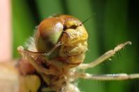 Sympetrum striolatum