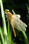 Sympetrum striolatum