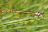 Platycnemis acutipennis