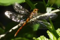 Sympetrum striolatum