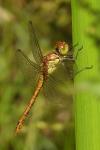 Sympetrum striolatum