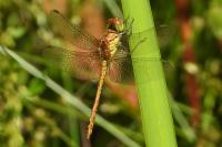 Sympetrum striolatum