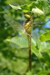 Sympetrum striolatum