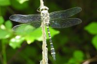 Cordulegaster boltonii