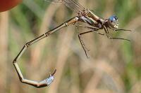 Lestes virens virens