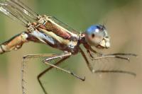 Lestes virens virens