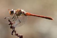 Sympetrum striolatum