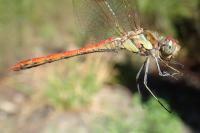 Sympetrum striolatum