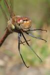 Sympetrum striolatum