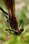 Calopteryx haemorrhoidalis