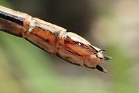 Calopteryx haemorrhoidalis