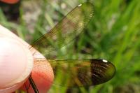 Calopteryx haemorrhoidalis