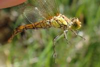 Sympetrum striolatum