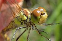 Sympetrum striolatum