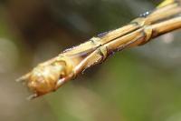 Sympetrum striolatum