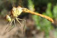 Sympetrum meridionale