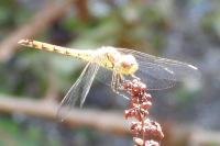 Sympetrum striolatum