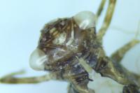 Sympetrum striolatum / Sympetrum meridionale