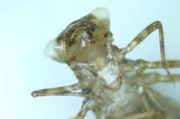 Sympetrum striolatum / Sympetrum meridionale