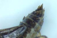 Sympetrum striolatum / Sympetrum meridionale