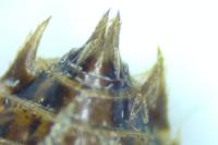 Sympetrum striolatum / Sympetrum meridionale