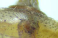 Sympetrum striolatum / Sympetrum meridionale