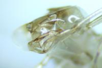 Chalcolestes viridis