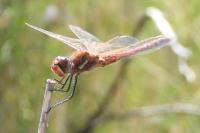 Sympetrum fonscolombii