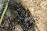 Cordulegaster bidentata