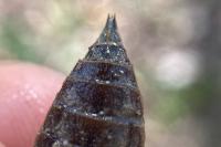 Cordulegaster bidentata