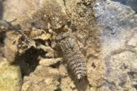 Cordulegaster bidentata