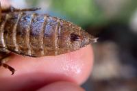 Cordulegaster bidentata