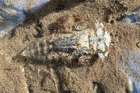 Cordulegaster bidentata