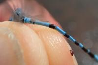 Enallagma cyathigerum