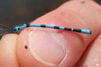 Enallagma cyathigerum