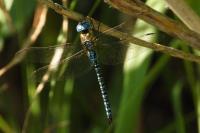 Aeshna affinis
