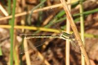 Lestes barbarus