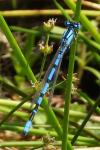 Enallagma cyathigerum