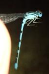 Enallagma cyathigerum