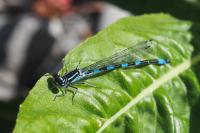 Coenagrion mercuriale