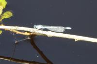 Enallagma cyathigerum