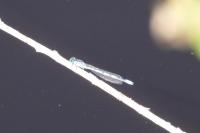 Enallagma cyathigerum