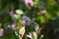 Sympetrum danae