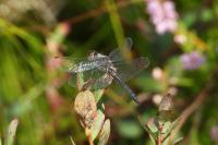 Sympetrum danae