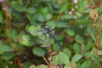 Sympetrum danae